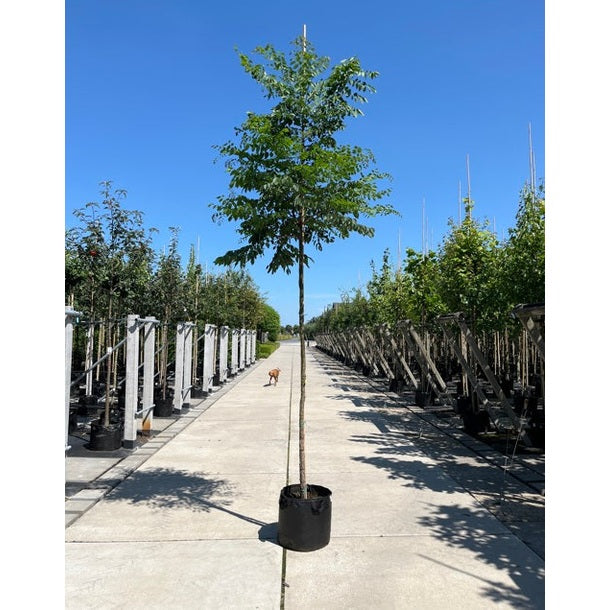 Kentuckykaffe - Gymnocladus dioica - Stammens omkrets 14-16 cm, höjd 3,5-4 meter, HS, CONT